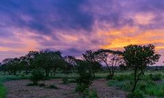 A scenic view of trees silhouetted against a vibrant, purple and orange sky at sunset or sunrise, possibly in a savanna landscape.