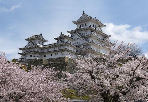 Himeji Castle, Japan, a striking white fortress with traditional architecture, stands majestically against a blue sky, framed by blossoming cherry trees.
