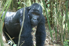 Ein kräftiger Gorilla steht inmitten üppigen Grüns, sein intensiver Blick begegnet dem des Betrachters und vermittelt Stärke und Intelligenz.