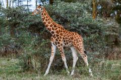 A giraffe with a brown and white pattern stands in front of a green bush in a grassy area, looking to the left.
