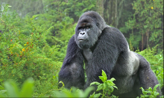 Virunga Budget Tour - National Park, Gorillas, and Volcano - 4 days - 3 nights