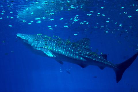 A whale shark swims in deep blue water, surrounded by many small fish that appear to be feeding on its skin.