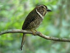 A bird with brown plumage, white spots on its head, and a striped body sits on a branch with a green blurred background.