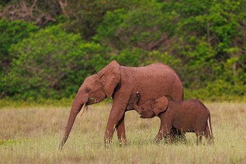 A mother and baby elephant walk through a grassy field with a lush green forest in the background.