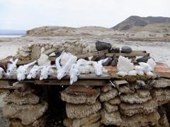 A table made of rocks and wood is covered with white animal skulls in a desert landscape.