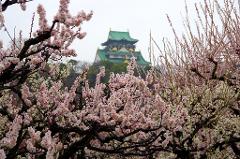 A captivating view of Osaka Castle framed by blooming cherry trees in varying shades of pink and white.