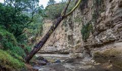 A dried-up riverbed is flanked by tall, layered sandstone cliffs on the right and lush green vegetation on the left, with a large tree trunk leaning diagonally across the scene.