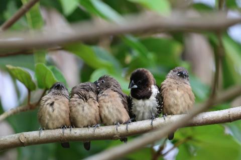 Five small birds with brown and white plumage huddle together on a tree branch amidst lush green foliage.