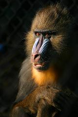 A close-up portrait of a mandrill monkey with striking orange eyes and a brightly colored muzzle.