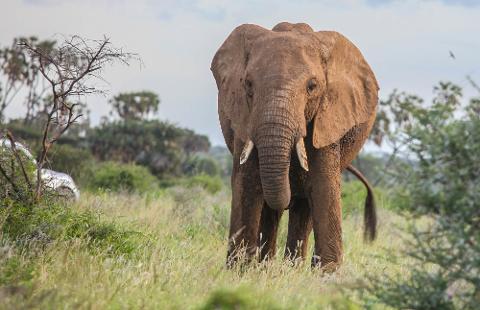 This eye-level shot captures a majestic African elephant standing in a grassy savanna, framed by lush vegetation and sparse trees against a soft, overcast sky.