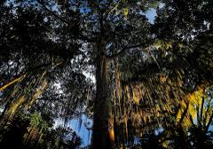 A low-angle shot of a towering tree draped in long, golden moss against a blue sky.