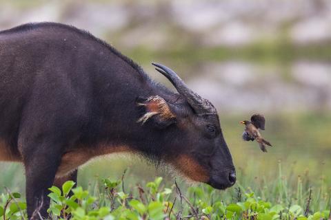 A small bird flies near the head of a dark buffalo with small horns, surrounded by green foliage.
