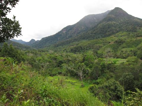 A lush, green valley with rice paddies nestled amidst dense vegetation, framed by towering, forested mountains under a cloudy sky.