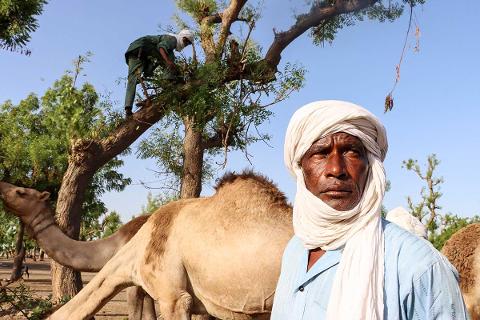 A man in a white turban and blue shirt stands in front of camels and trees, while another man climbs a tree in the background.