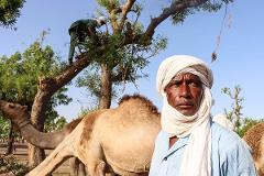 A man in a white turban and blue shirt stands in front of camels and trees, while another man climbs a tree in the background.
