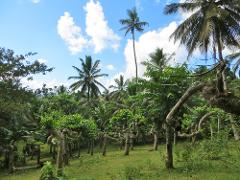 The Best of Mayotte Island: Half Day Heritage Discovery Tour
