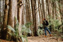 A woman with a backpack stands in a dense forest, looking up at the towering trees.