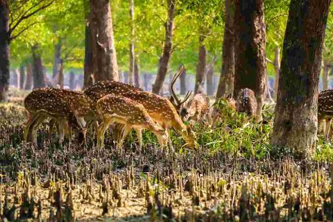 A group of spotted deer graze in a forest with tall trees and unique root structures.