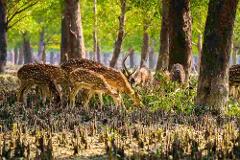 A group of spotted deer graze in a forest with tall trees and unique root structures.