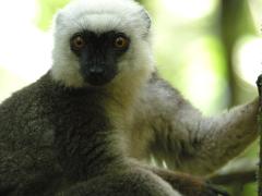 A close-up shot of a lemur with white fur on its head and dark fur on its body, gazing directly at the camera with its bright orange eyes.