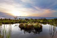Here's a description of the image:A serene wetland scene at Bensbach Wildlife Lodge features a calm pond reflecting the sky and surrounding vegetation, with an island of grass in the center and a colorful sunset in the background.