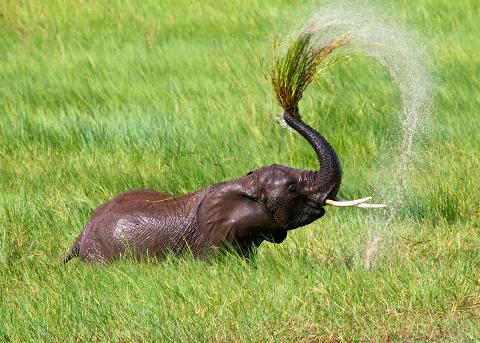 An elephant sprays water from its trunk amidst tall green grass in a jungle environment.