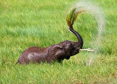 An elephant sprays water from its trunk amidst tall green grass in a jungle environment.