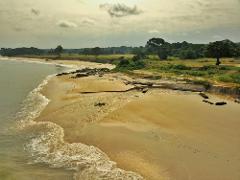 A serene beach with gentle waves rolling onto the sandy shore, lined with driftwood and lush green foliage under a cloudy sky.