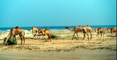 A herd of camels is grazing on the beach, with the ocean and a clear blue sky in the background.