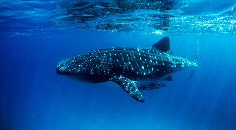 Marine Panoramic Odyssey of Djibouti Dives (and Snorkeling and Sealife)