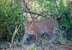 A magnificent leopard strides through the African bush, its spotted coat blending seamlessly with the dappled light and shadows, showcasing its predatory grace.