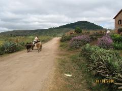 A rural scene with a man riding in a cart pulled by two oxen on a dirt road, with a grassy landscape and a hill in the background under a cloudy sky.