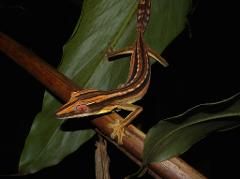 A striped gecko with red eyes clings to a brown branch with green leaves in the background.