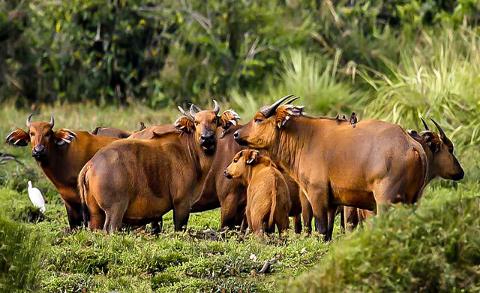 A herd of buffalos stands in a grassy field with a white bird in the foreground and birds on the backs of the buffalos.