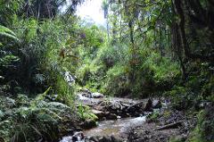 A stream flows through a lush green forest in Papua New Guinea, creating a serene and vibrant scene.