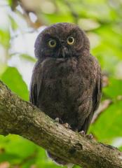 A wonderful trip to the Comoros, exploring birds and nature.