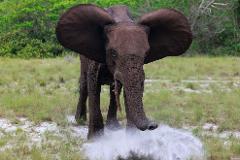 A young elephant sprays water with its trunk in a grassy, wooded area.