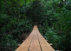 A long, wooden suspension bridge stretches through a lush, green forest, with thick foliage surrounding the walkway.