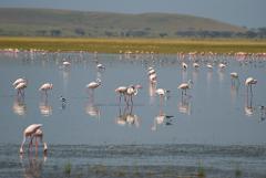 A flock of flamingos and other birds wade in a shallow lake in a wildlife preserve with a grassy plain and hills in the background.