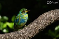 Birding - Cali, Coffee Region & Medellin A vibrant Blue-crowned Chlorophonia, sporting green plumage with bright blue patches, perches on a rough tree branch against a blurred, dark green backdrop.