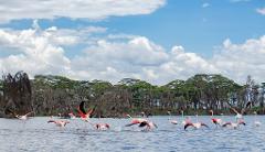 A flock of pink flamingos wade in a lake with green and dry trees in the background, under a blue sky with white clouds.