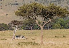 A safari scene with a tour vehicle in the grassland and a leopard lounging on a tree branch.
