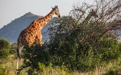 A giraffe grazes on foliage in front of a bushy tree, with a second giraffe visible behind the branches, set against a backdrop of grassy plains and a distant mountain.