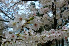 A close-up captures a flowering cherry tree branch with delicate white blossoms, showcasing their beauty against a backdrop of more flowers and a blue sky.