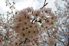 A close-up of a cluster of cherry blossoms in full bloom against a sky and blurred background of more blossoms.