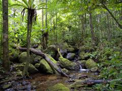 A lush rainforest scene features a moss-covered creek with rocks and logs, surrounded by dense green vegetation and tall trees.
