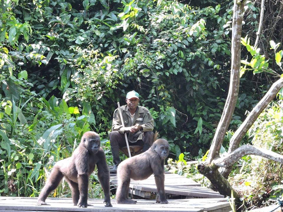 Congo Gorillas and Louna National Park full day tour