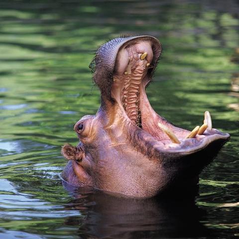 A hippopotamus is submerged in water with its mouth wide open, displaying its teeth and the inside of its mouth.