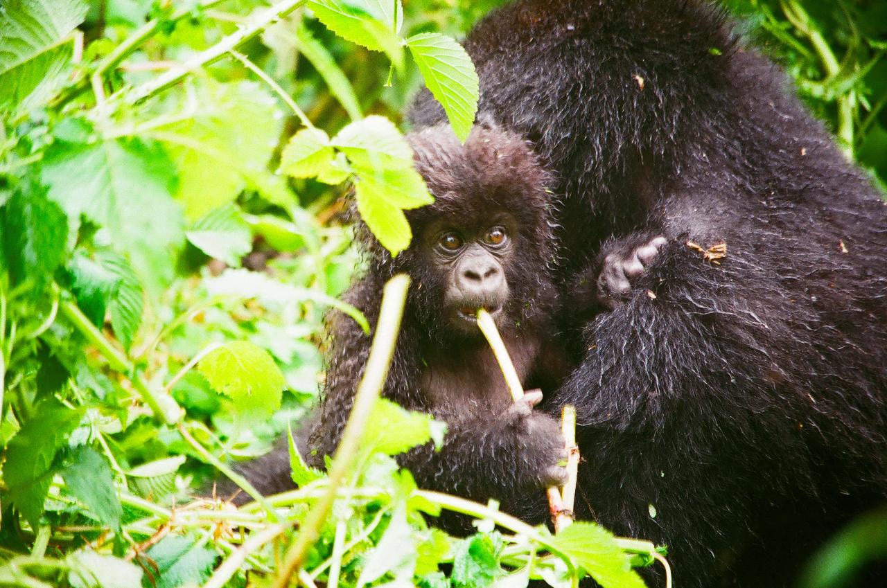 Rwanda and DRC: Nyiragongo Volcano, Gorilla Trekking, Tchegera Island, Nyungwe Forest