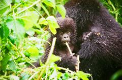 Best Value Virunga 1 Week